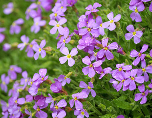 a lot of small purple flowers with green leaves of a small periwinkle in spring, side view. purple background with flowers.  macro
