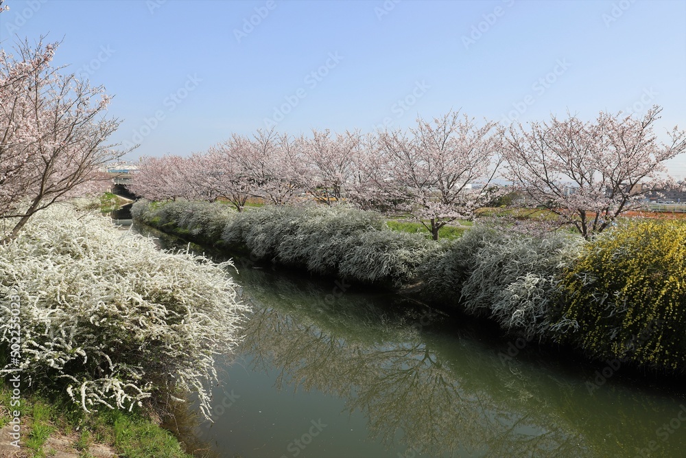 Wall mural 奈良県安堵町　岡崎川の桜並木とユキヤナギ