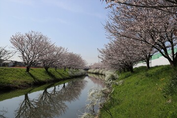 Fototapeta na wymiar 奈良県安堵町　岡崎川の桜並木とユキヤナギ