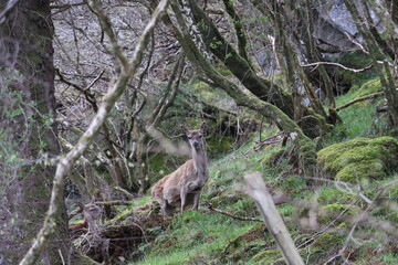 deer in woods 