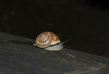 Snail on wooden surface on black background