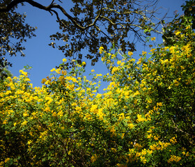 Fleurs sauvages de Provence