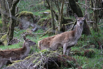 deer, deer in woods, stag, animal, mammal, nature, wildlife, wild, goat, mountain, brown, sheep, baby, animals, horn, ibex, donkey, horns, zoo, forest, park, antlers, farm, grass, elk, doe, Scotland 