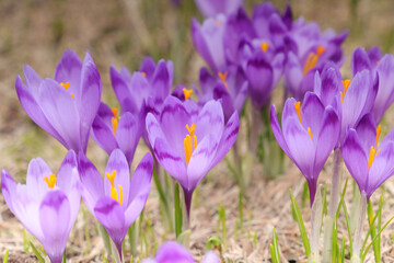 Alpine purple crocus flowers in spring season on Sambata Valley in Fagaras mountains, Sibiu, Romania.