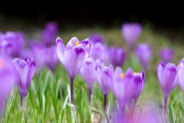Fototapeta premium Alpine purple crocus flowers in spring season on Sambata Valley in Fagaras mountains, Sibiu, Romania.