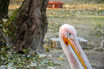 pelican on the beach