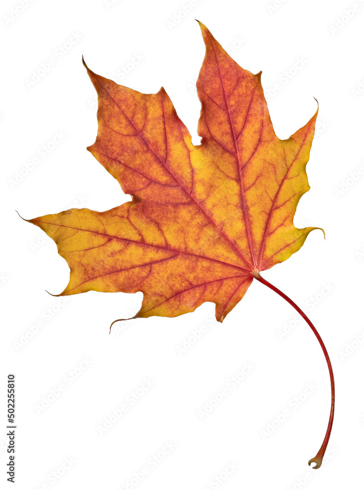 Poster isolated red and orange leaf of maple tree