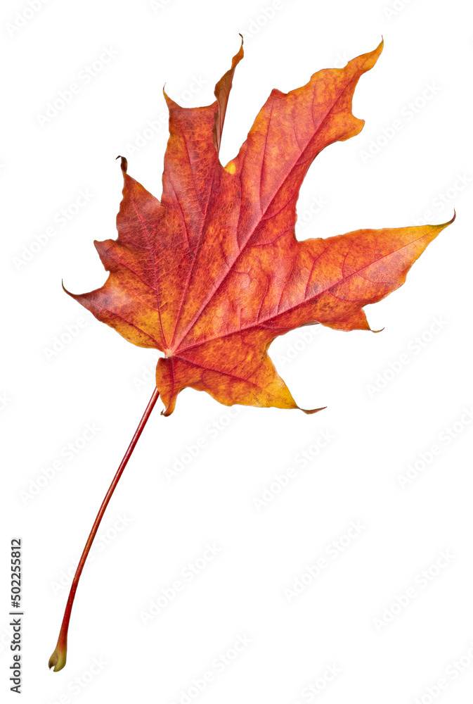 Canvas Prints red autumn leaf of maple tree on white