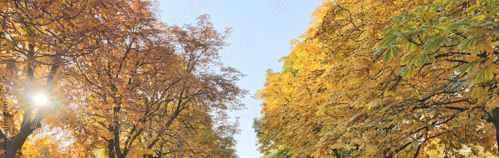 Canvas Prints sky between tree branches with gold foliage