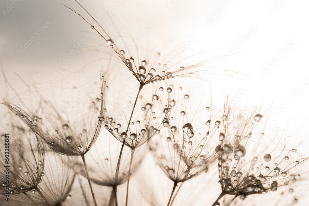 Wall mural dandelion at sunset. Freedom to Wish. Seed macro closeup. Goodbye Summer. Hope and dreaming concept. Fragility. Springtime. soft focus on water droplets. Macro nature. Beautiful dew drops