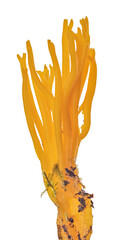 isolated deep yellow coral fungi