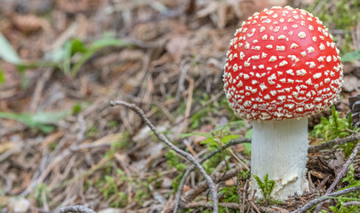red small fly agarics mushroom in moss