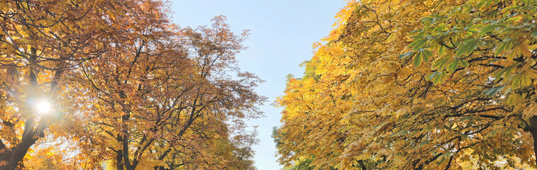 sky between tree branches with gold foliage