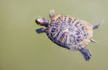 pond slider swimming in water