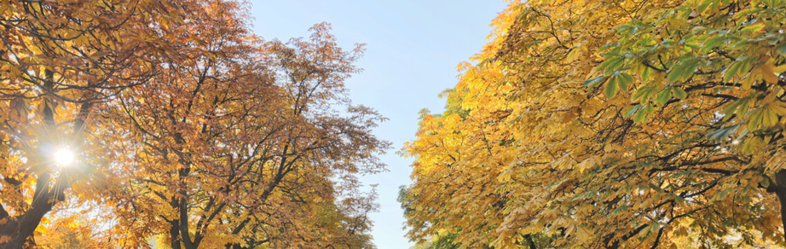 Sky Between Tree Branches With Gold Foliage