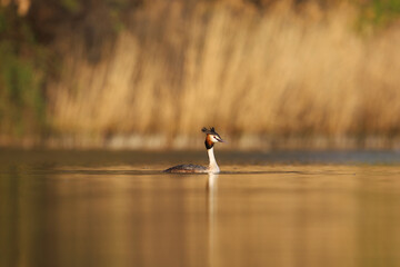 Great Crested Grebe in water