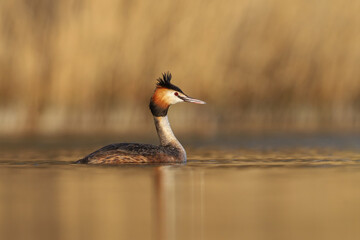 Great Crested Grebe in water