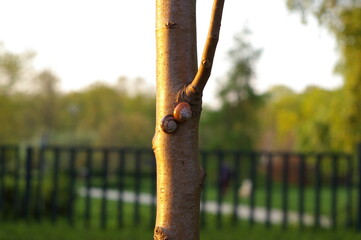 Ślimaki na drzewie wiosną © Jarek