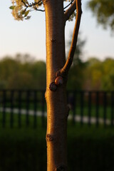 Ślimaki na drzewie wiosną © Jarek