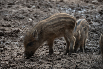 Frischlinge im Schlamm