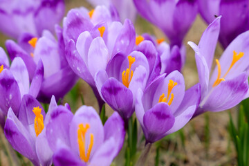 Close up of alpine purple crocus flowers in spring season on Sambata Valley in Fagaras mountains, Sibiu,Romania.