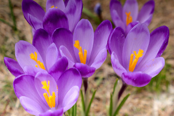 Close up of alpine purple crocus flowers in spring season on Sambata Valley in Fagaras mountains,...