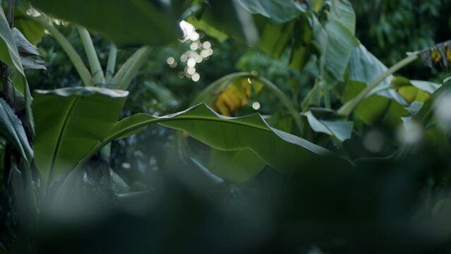 Banana Leaf Close Up Rainforest Caribbean Antilles 02