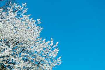 Cherry blossom. Blooming cherry tree in bright sunny day with clear blue sky on background. 