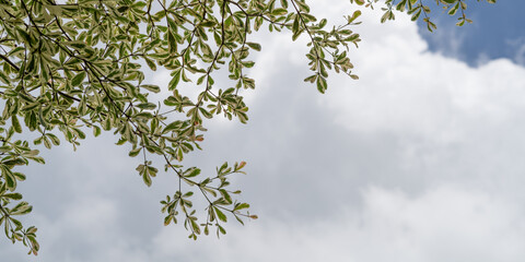 branches against sky