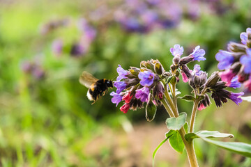 Meadow covered by Lungwort flowers pollinated by bumblebees. Pulmonaria officinalis known as lungwort, common lungwort, Mary's tears or Our Lady's milk drops. Blooming spring field