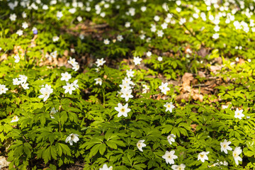 First spring flower, white wildflower or Hepatica Nobilis blooming in early spring