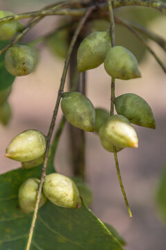 Kakadu Plums