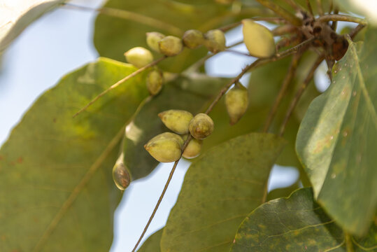 Kakadu Plums