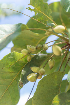 Kakadu Plums