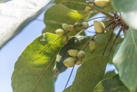 Kakadu Plums
