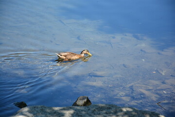 Wapato Park Tacoma Washington duck summer
