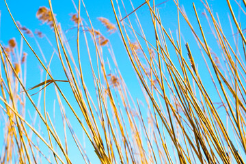 Sunny summer themed background with dry grass and blue sky.