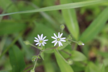 white dandelion flower