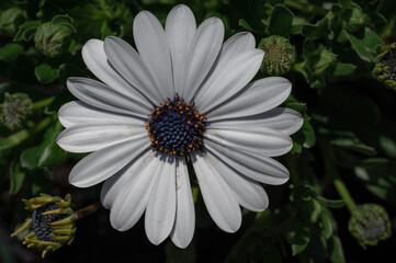Nahaufnahme von Margeriten