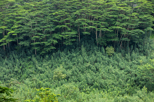 Green forest on Kauai island, one of the rainiest places on Earth, Hawaii. Nature preservation