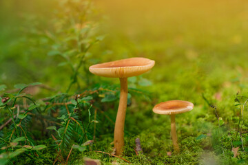 Beautiful closeup two mushrooms growing on green moss and forest background. Mushroom macro, forest nature background. mushrooms are inedible