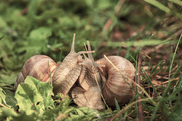 Roman snails  in love. Weinbergschnecken. snail on the grass in love. edible snails. snail on the grass in love.  Roman snail. land snail 