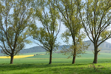 Trees lined up between agricultural land. Aranguren Valley