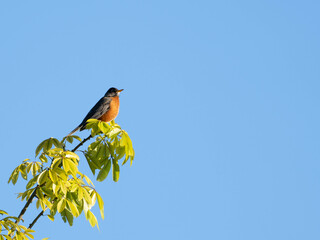 Bird Life Wild Animal
