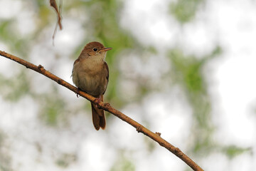 Common Nightingale - Luscinia megarhynchos also known as rufous nightingale, small passerine brown bird best known for its powerful and beautiful song, singing also in the night
