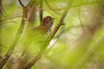 Common Nightingale - Luscinia megarhynchos also known as rufous nightingale, small passerine brown bird best known for its powerful and beautiful song, singing also in the night