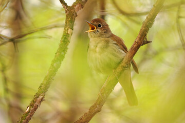 Common Nightingale - Luscinia megarhynchos also known as rufous nightingale, small passerine brown bird best known for its powerful and beautiful song, singing also in the night