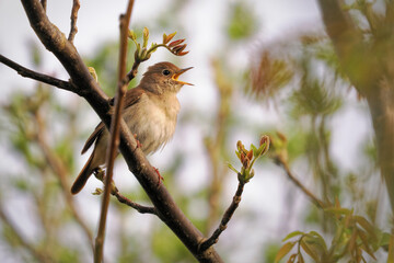 Common Nightingale - Luscinia megarhynchos also known as rufous nightingale, small passerine brown...
