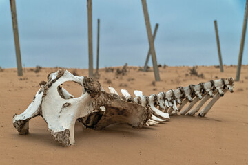 The bones of a dead animal in the sand against the background of pillars. Close-up.