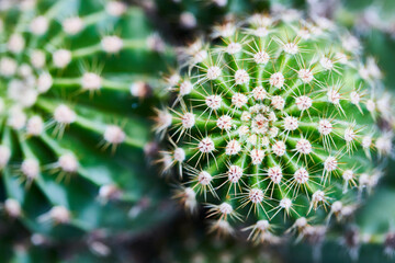 Fotografía macro de dos cactus